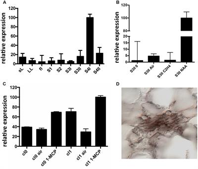 The Peach RGF/GLV Signaling Peptide pCTG134 Is Involved in a Regulatory Circuit That Sustains Auxin and Ethylene Actions